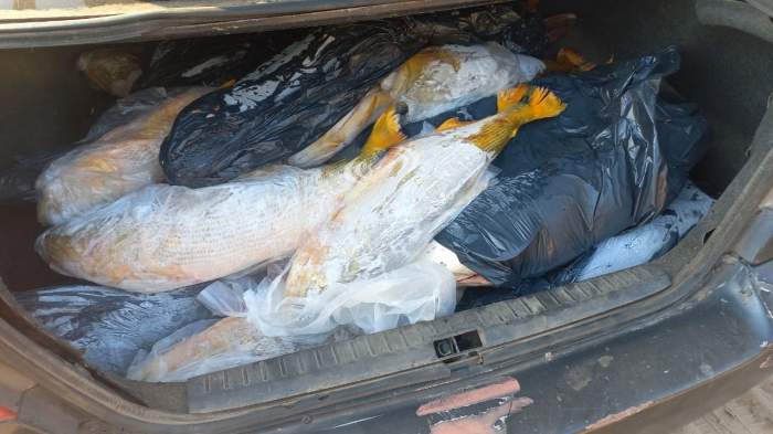 SECUESTRARON 40 PESCADOS QUE ERAN TRASLADADOS ILEGALMENTE EN UN AUTO