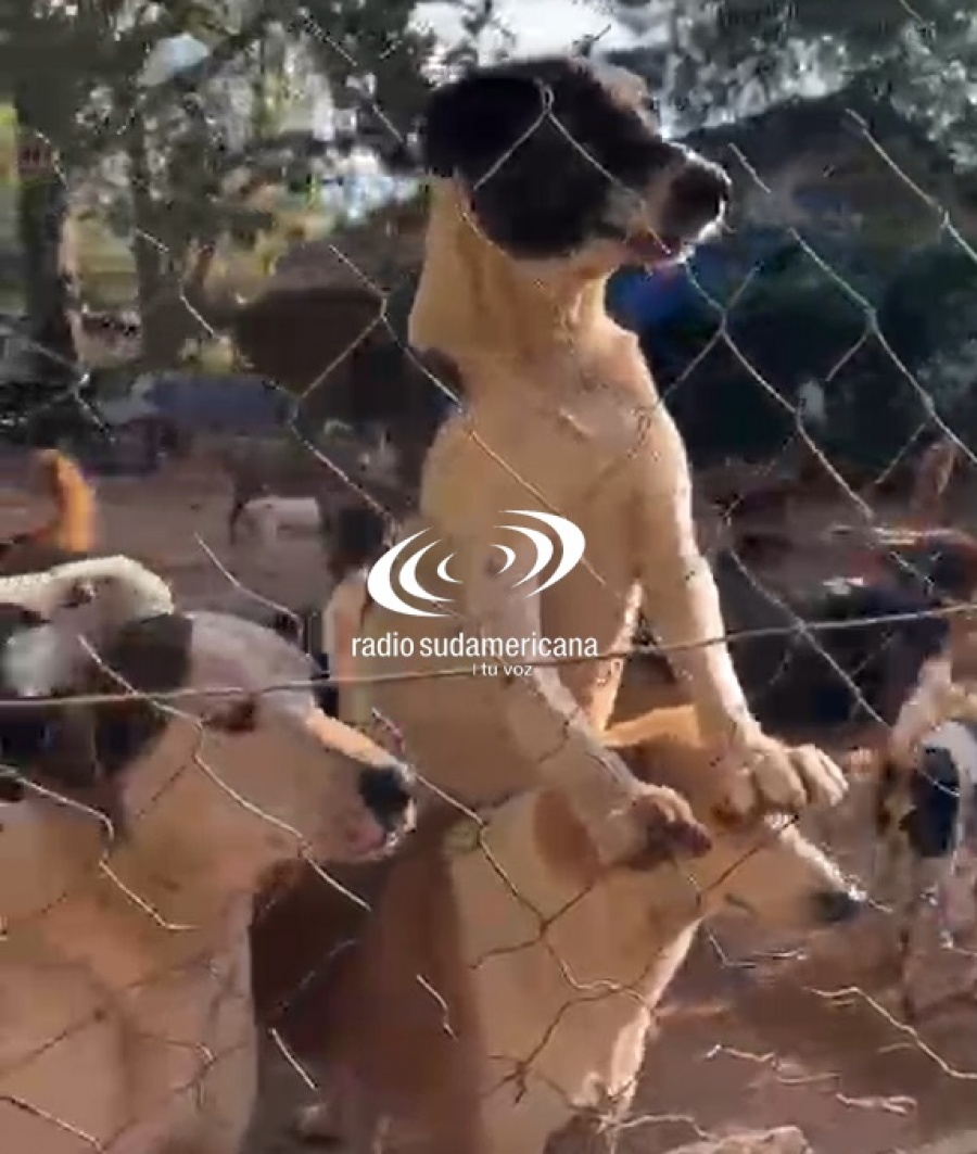 REFUGIO QUE ASISTE A CASI 300 PERROS NECESITA AYUDA PARA ALIMENTARLOS