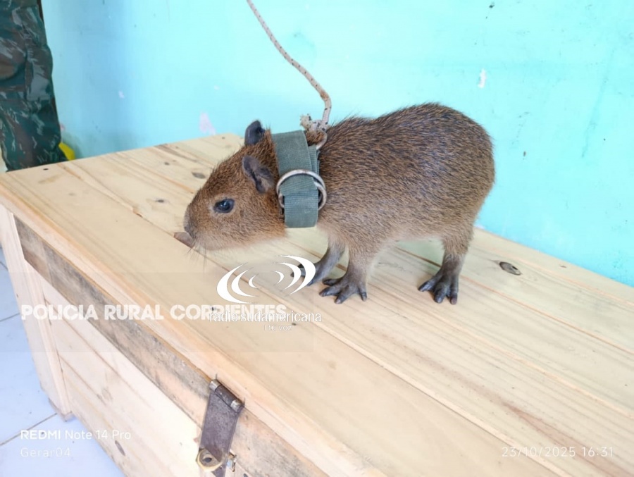 RESCATARON A LA CRÍA DE UN CARPINCHO QUE TENÍAN COMO MASCOTA