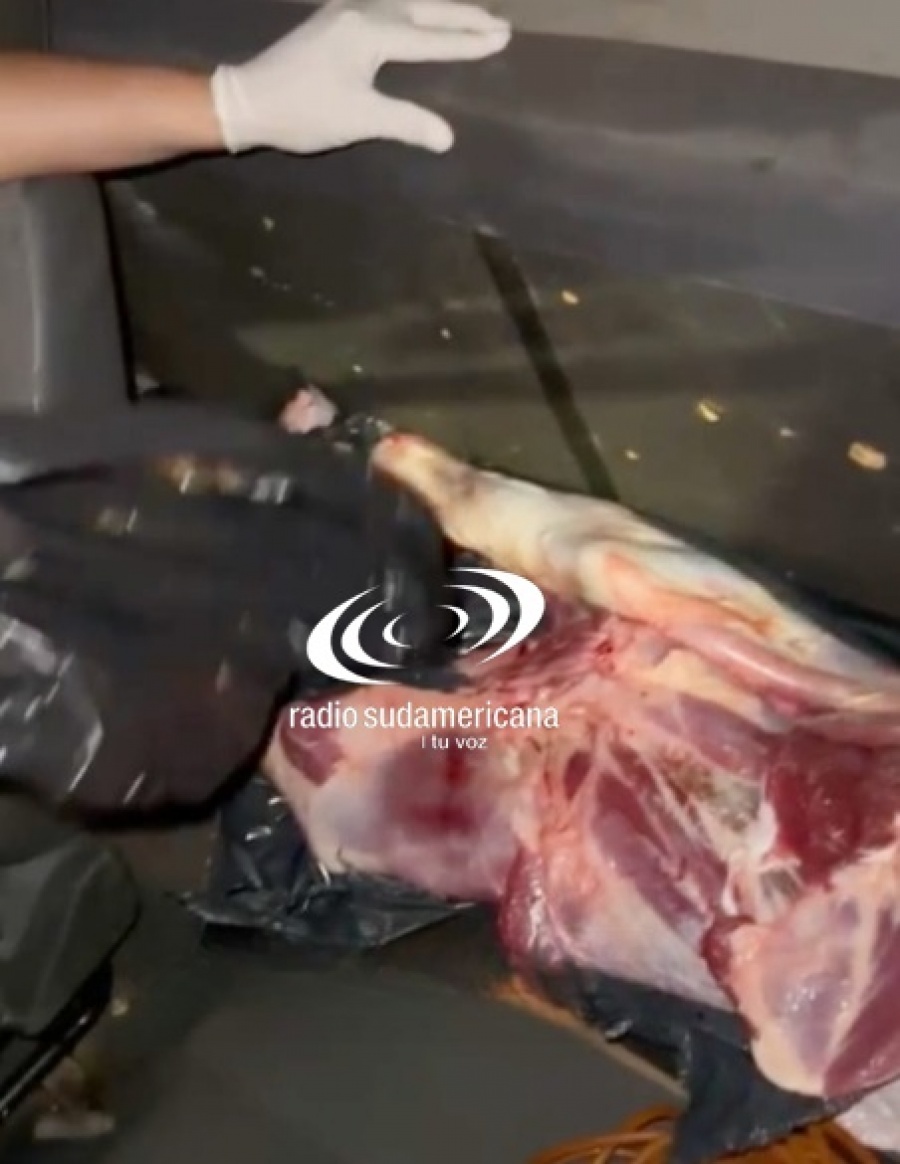 CAMIONERO LLEVABA ILEGALMENTE UN TERNERO FAENADO EN LA CABINA