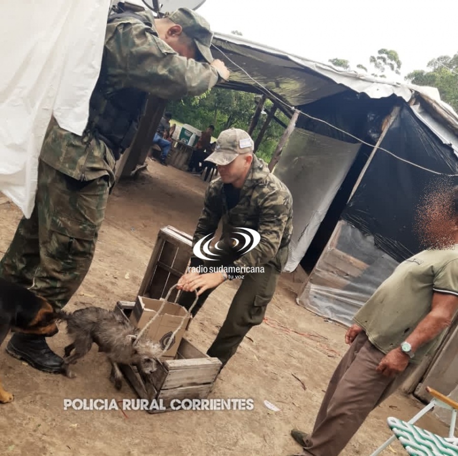 RESCATARON A UNA PERRITA QUE HABRÍA SIDO ABUSADA EN SANTA LUCÍA