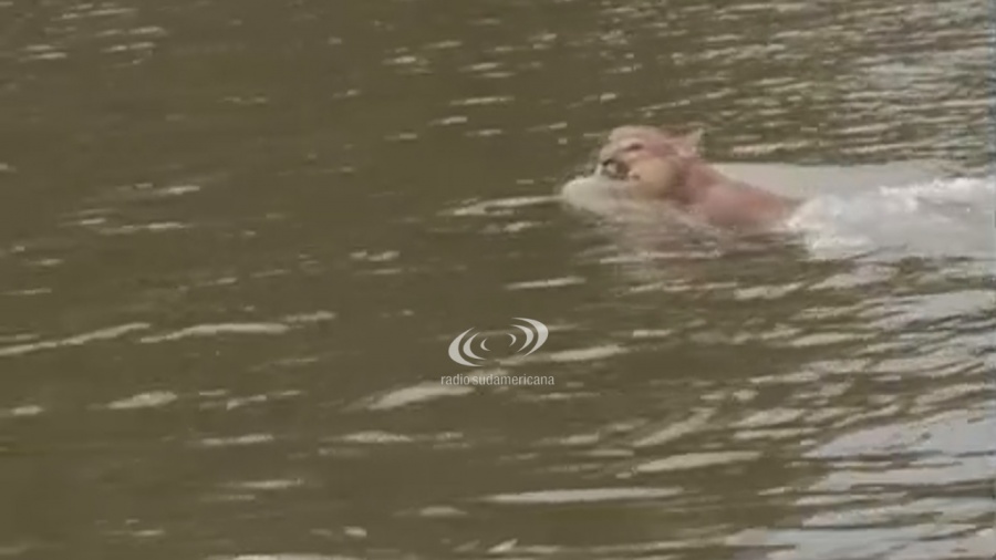 PESCADORES CAPTARON A UN PUMA CRUZANDO A NADO EL RÍO URUGUAY